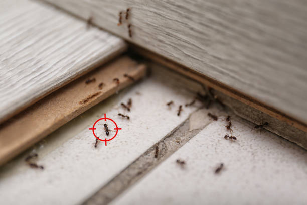 Flea Control Services in Chelsea Cove, NY