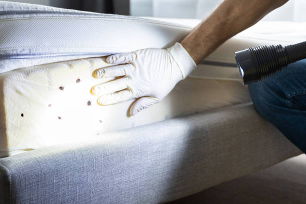 Best Pest Removal Services  in Chelsea Cove, NY